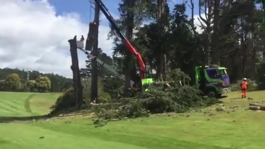 Crane-assisted pine removal at North Shore Golf Club.