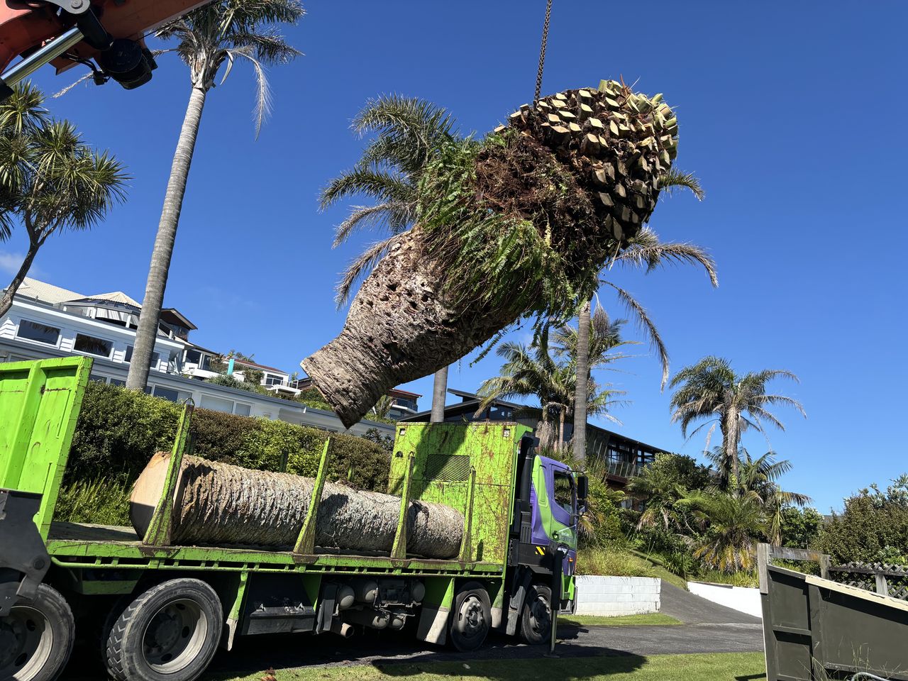 A palm being carried on the truck deck