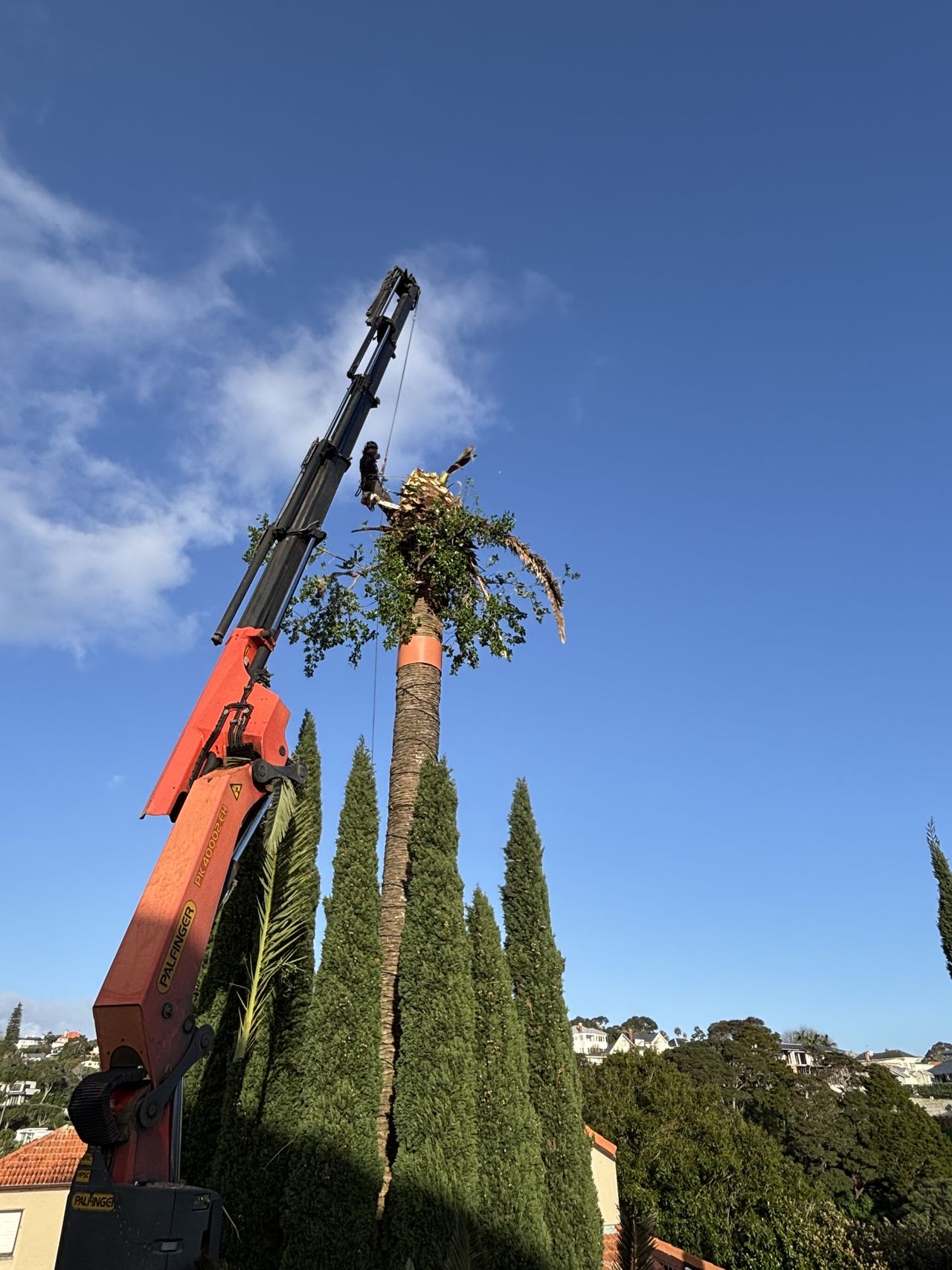 Crane working alongside tall cypress trees