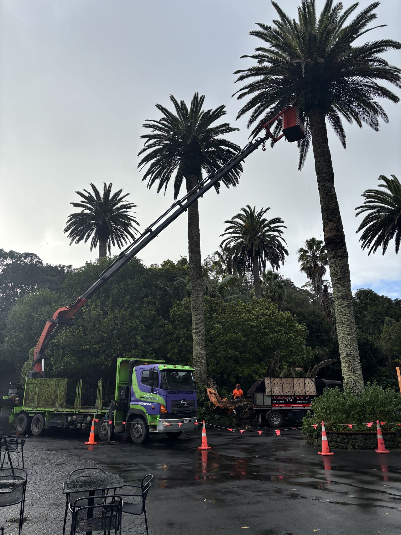 Crane working among tall palms