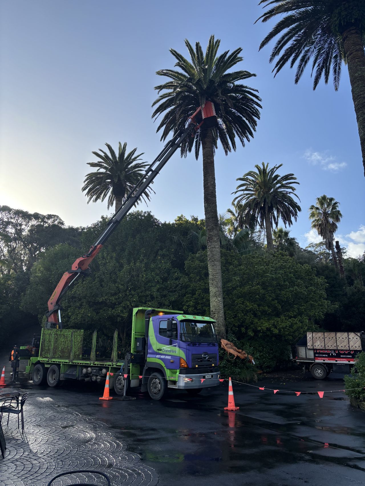 Working among mature palms in the rain.