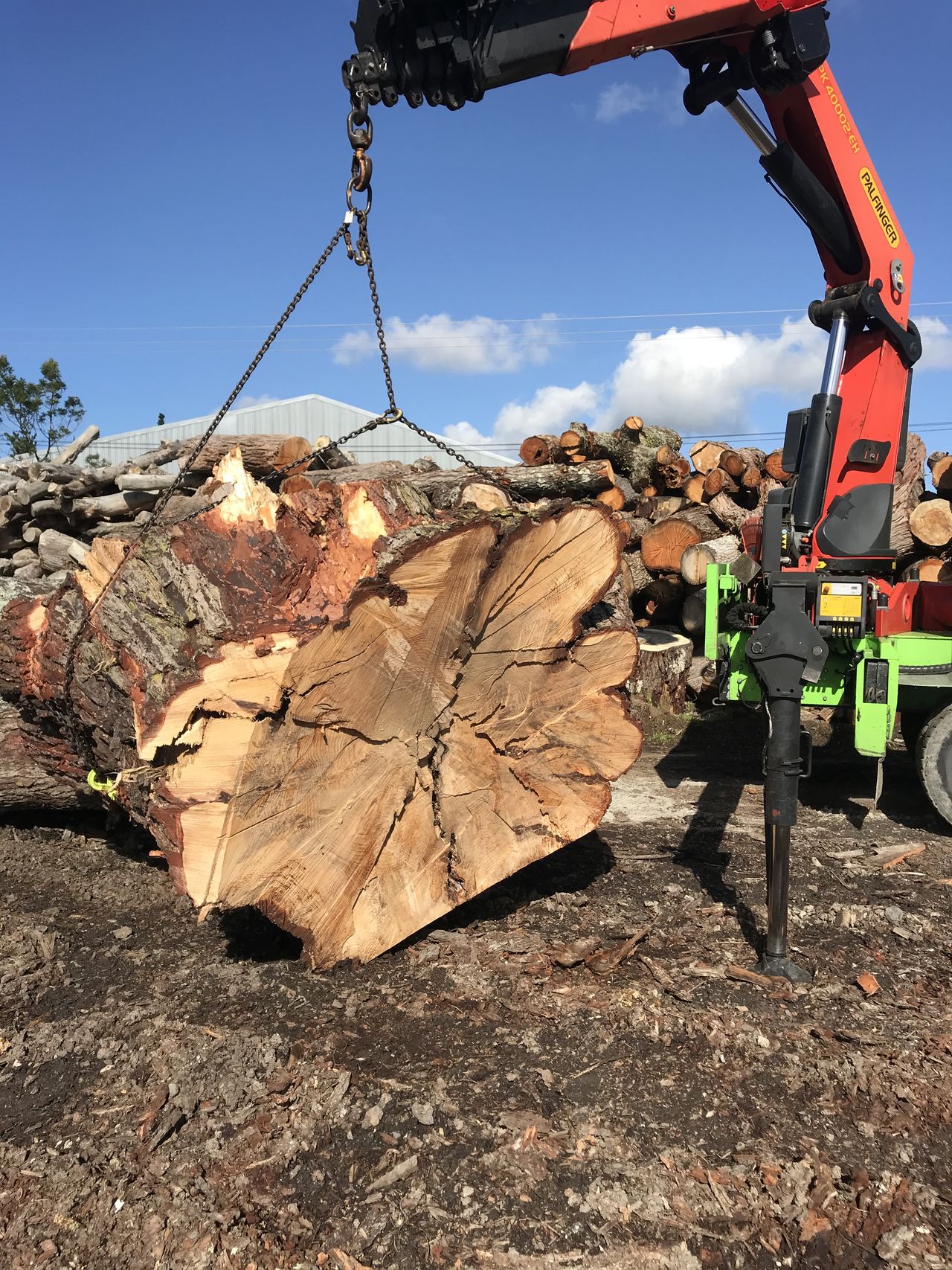 Large trunk sections cut and stacked ready for loading